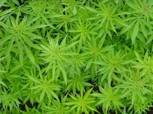 614183558_2009476e2b_b