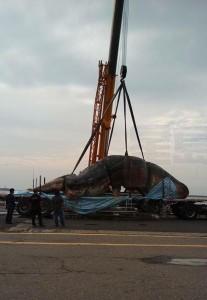 151025_CH_爆料公社_鯨魚_2