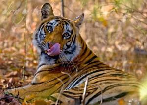 182940_164370446946342_2620834_n