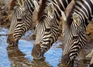 183087_164486983601355_1056270_n