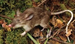 20150710_LI_豬鼻鼠-1