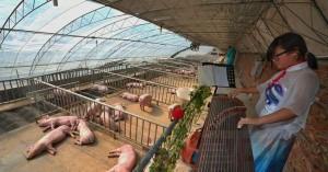 20151018-PN-對豬彈琴-1