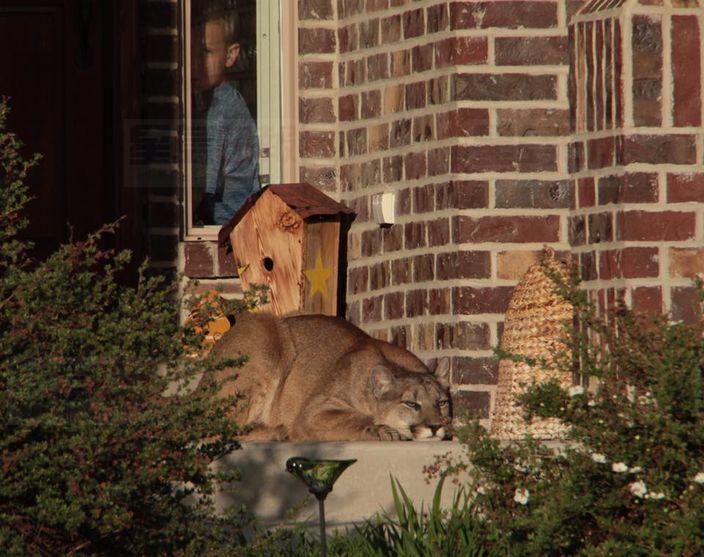 20160525_LI_美洲獅_02