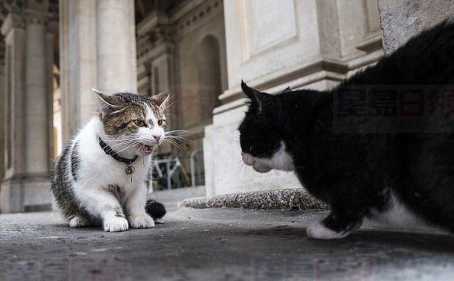 20162207_CH_英國第一貓-2