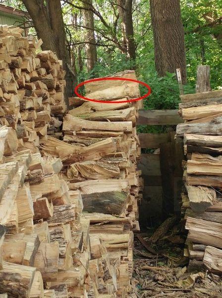 20160803-PN-搵貓-考眼力-4