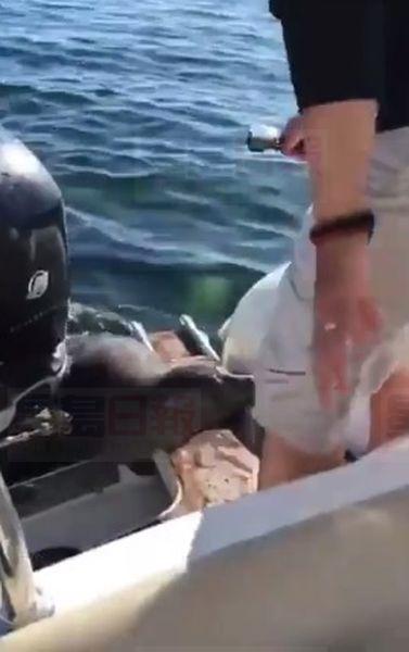 20160824-LI-海豹-殺人鯨-加拿大-1