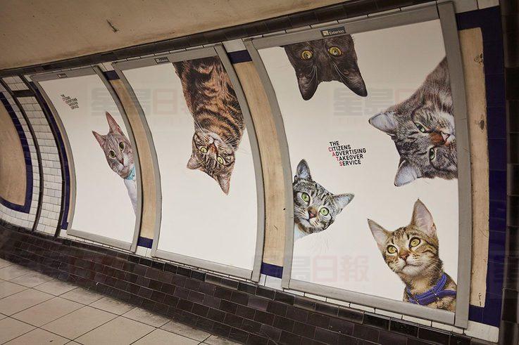 1473791337992London-Tube-Station-Cats-2