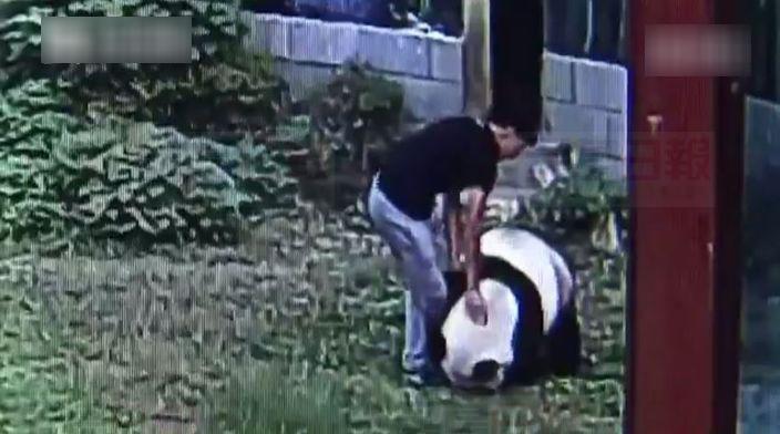 20161030_cr_熊貓-3-1