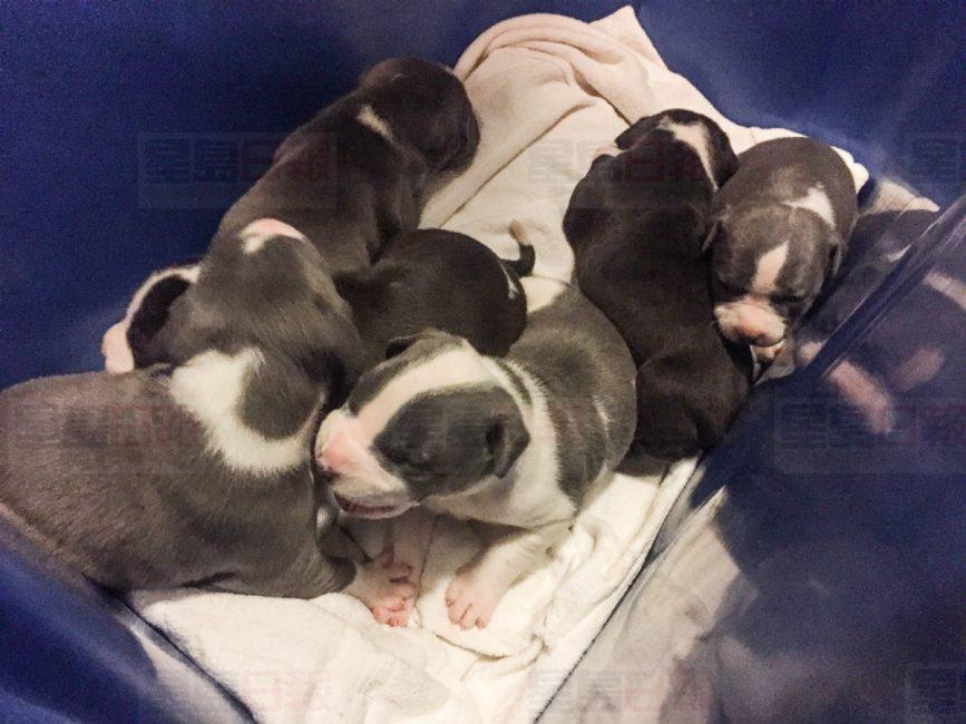 ci-pit-bulls.jpg.size.custom.crop.867x650