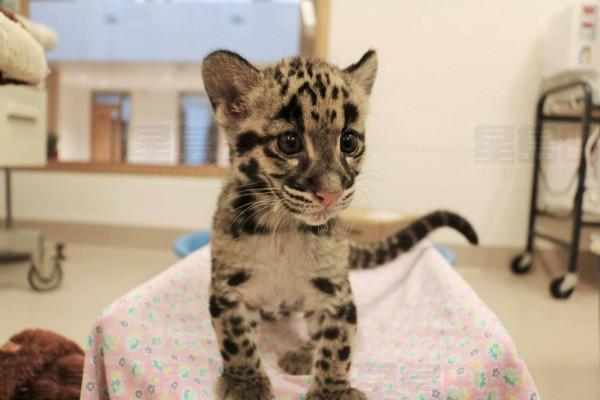 2017721-cub4.jpg-resize-_opacity_100-frame_bg_color_FFF-h_2500-gravity_center-q_70-preserve_ratio_true-w_1400_