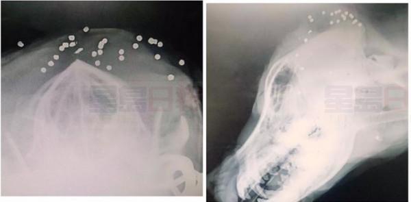 20170906_LI_dog-got-shot_2