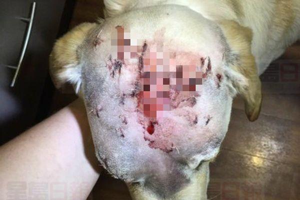 20170906_LI_dog-got-shot_3