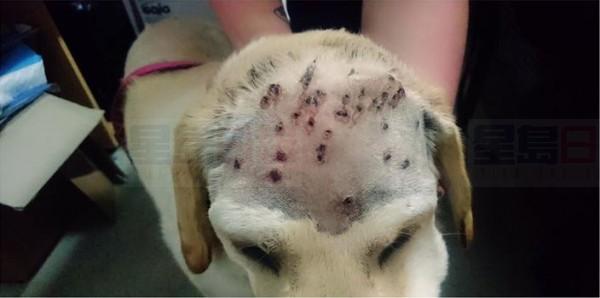 20170906_LI_dog-got-shot_4