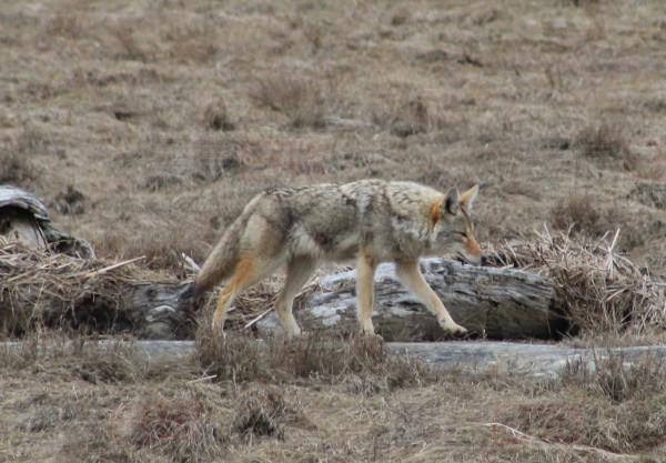 coyote 1