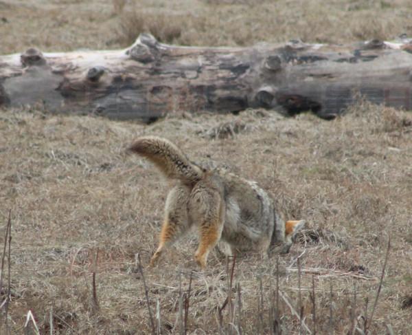 coyote 2