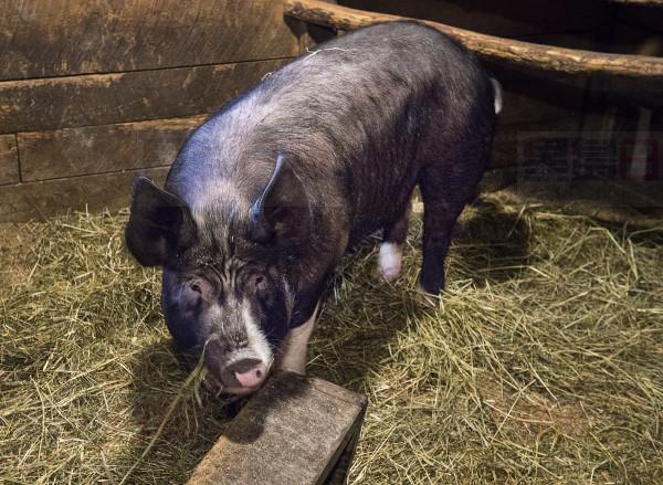 A Berkshire pig is seen at Ross Farm in New Ross, N.S. on Wednesday, June 26, 2019. Prime Minister Justin Trudeau says Canadian pork and beef exports to China will resume. China suspended imports in June amid the dispute over Canada's detention of a top executive at the Chinese tech company Huawei. THE CANADIAN PRESS/Andrew Vaughan