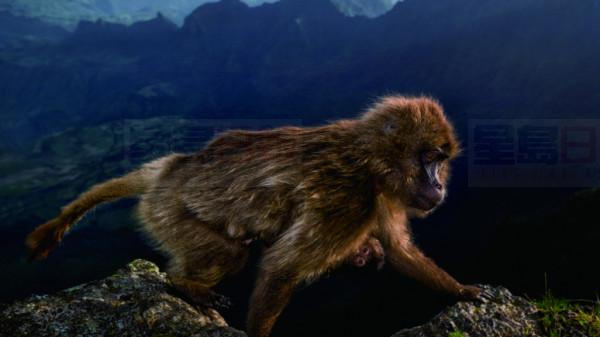 Wildlife Photographer of 2019_1