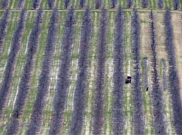 Workers prune fruit trees in Pereaux, N.S. In 2017, over 59,000 temporary foreign workers were hired to work in the Canadian agriculture industry and still more than 15,000 jobs remain unfilled.