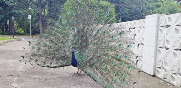 Debbie- Peacock 1