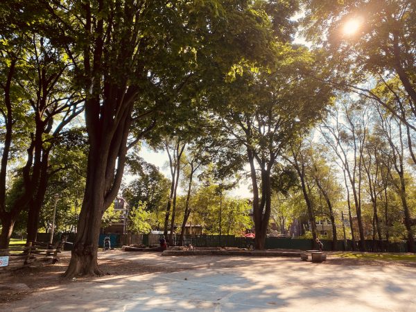 The grove at Dufferin Grove Park (09/08/2020) - Toronto-CA