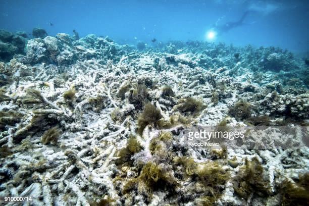 File photo taken in October 2016 shows coral bleaching at the Great Barrier Reef in Australia, a World Heritage Site. (Kyodo) ==Kyodo (Photo by Kyodo News Stills via Getty Images)