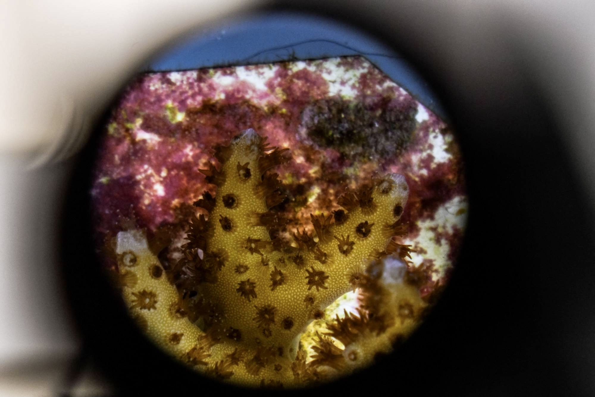 Rescued coral reef is seen through a microscope as it is kept for study of restoring Floridaís coral reef at Rosenstiel School of Marine and Atmospheric Science in Miami, on October 27, 2021. - A bit of coral shimmers like gold in a US lab as part of urgent work to help the species protect itself from climate change, an effort even skeptical experts see as sadly justifiable. Researchers in Florida are aiming to determine whether coral can be saved from rising water temperatures and acidification by transplanting stem cells from resistant varieties to those more vulnerable to climate impacts. (Photo by CHANDAN KHANNA / AFP)