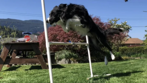 世界犬類錦標賽需要進行奔跑、跳躍和克服障礙等項目。CBC