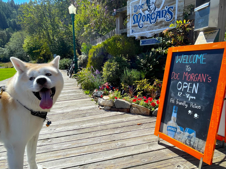 露天茶座適合攜帶狗隻旅客用餐。星島記者王弘樹攝