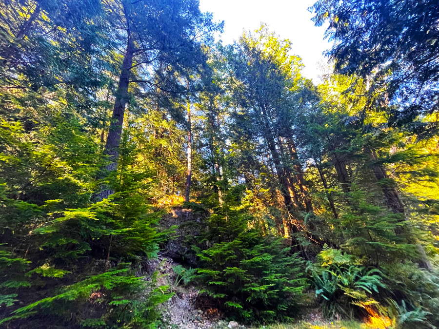 圖：星島記者王弘樹攝