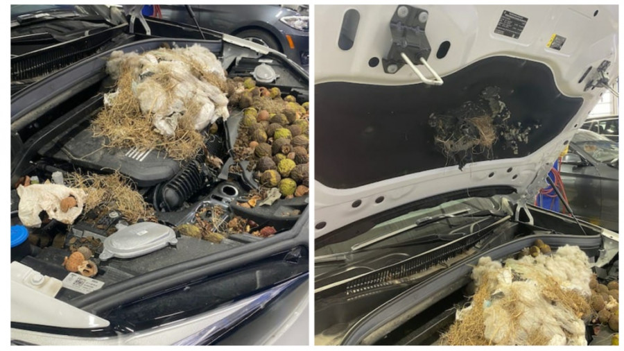 shahana-mirza-s-vehicle-1-6072010-1663362345354