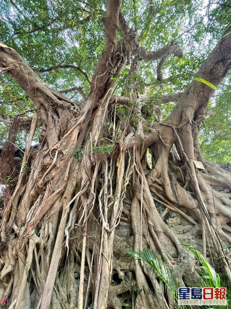 6797a698gy1h6uii31s8jj20lc0sgjxv