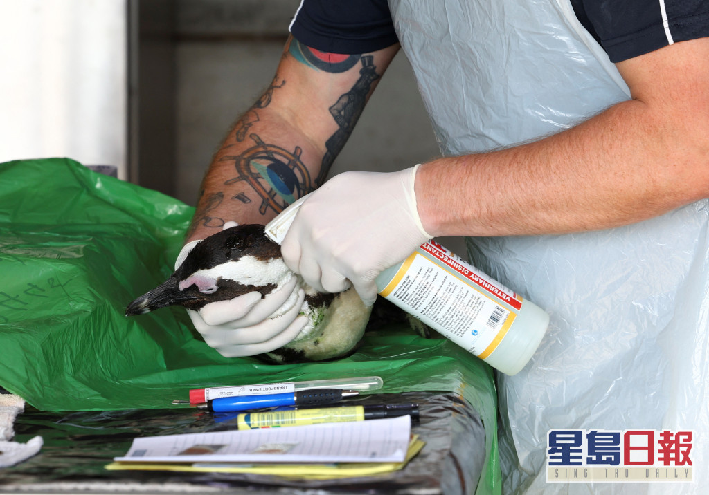 SAFRICAPENGUINS (14)