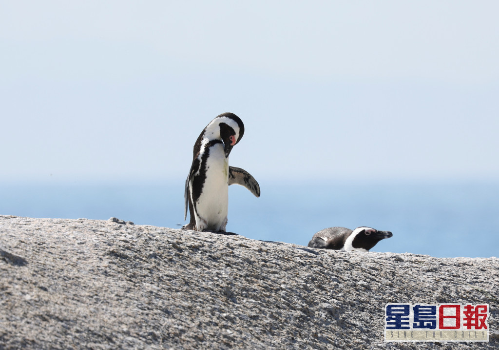 SAFRICAPENGUINS (15)