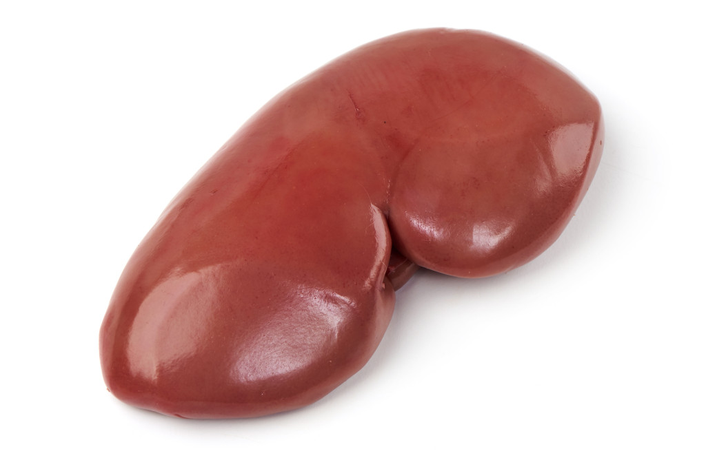 pig kidney
