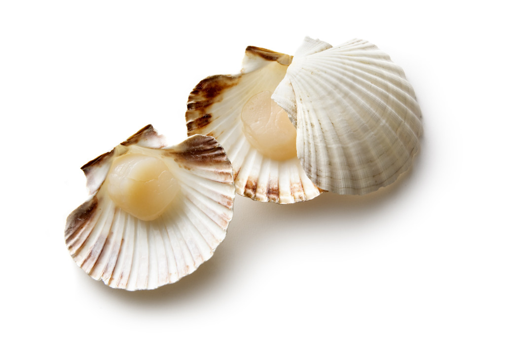 shellfish