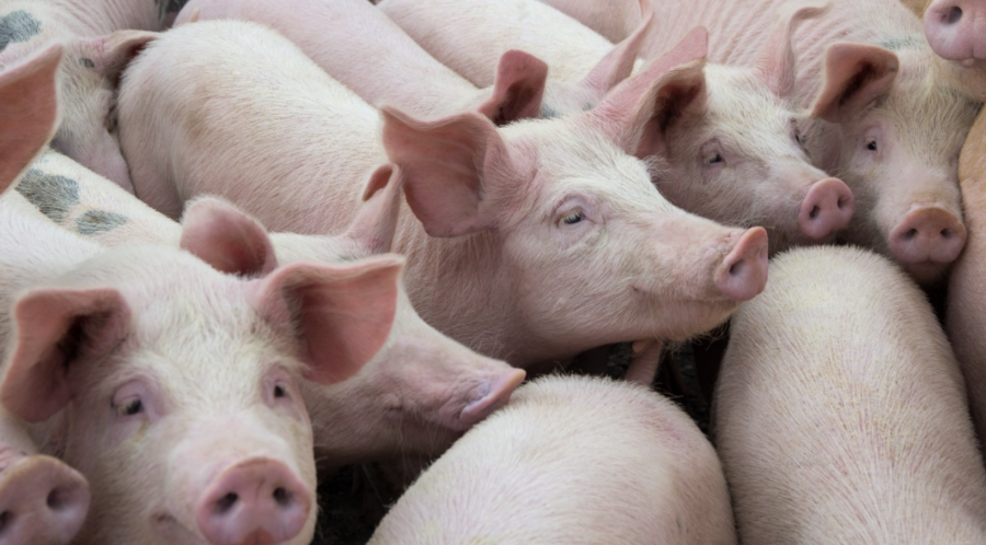 Screen Shot 2022-12-24 at 9.03.41 AM