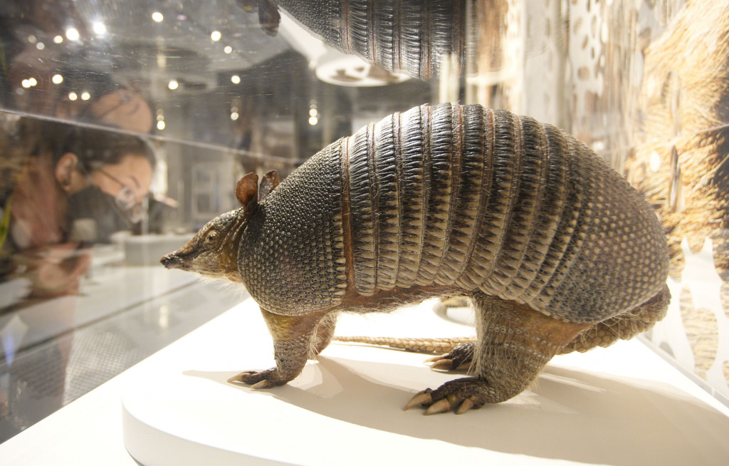 展覽展出不少野生動物動標本。星島記者夏鎮權攝