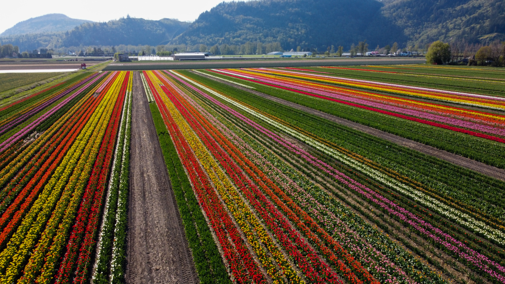 Abbotsfod-Tulip-Festival-3
