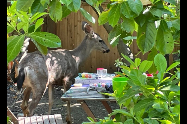 deerinnewwestyard05.jpg;w=960;h=640;bgcolor=000000