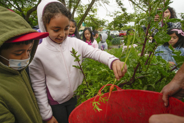 學童細心地把收割後的紅蘿蔔放進容器中。星島記者夏鎮權攝