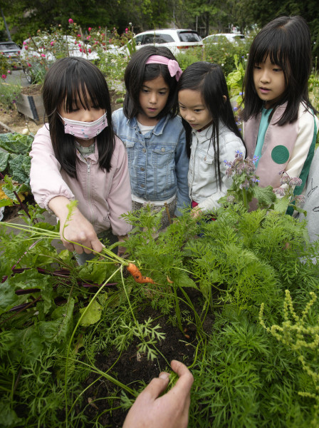 學童們一起收割紅蘿蔔。星島記者夏鎮權攝