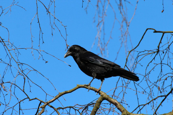 crow-corvus-frugilegus-rook-raven-bird-59850