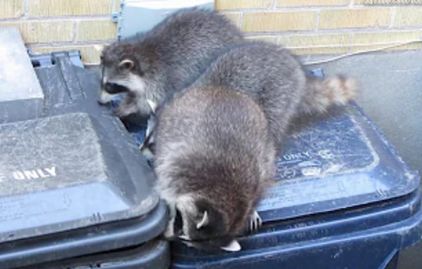 raccoon rubbish bin