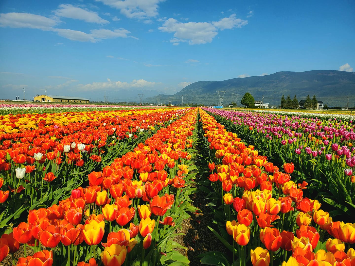 175540639_10164835926785214_7071737985714089644_n