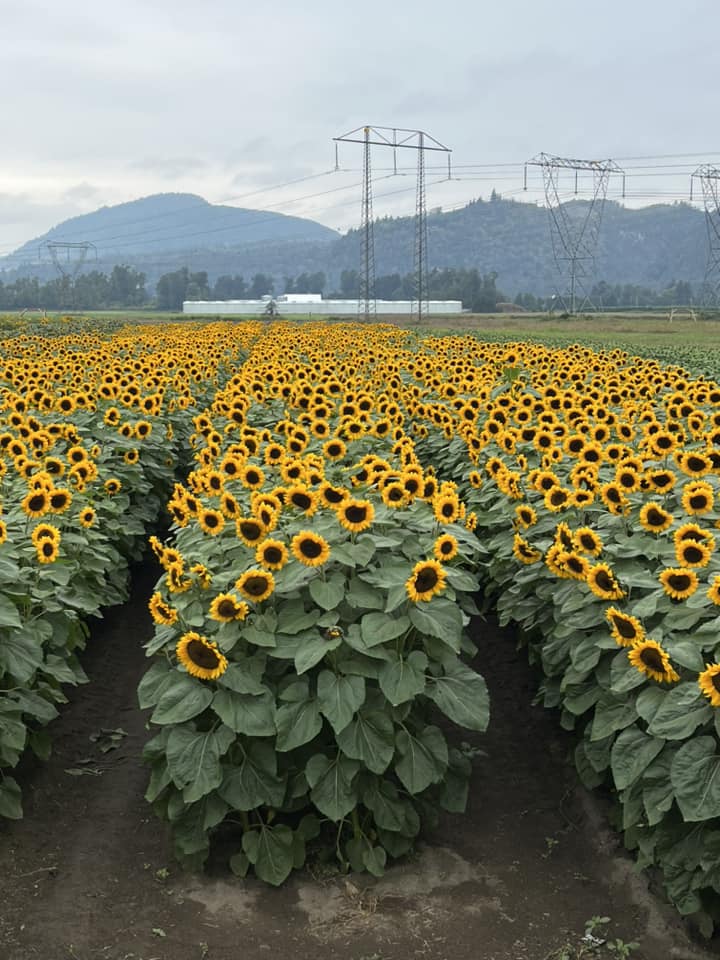 372685682_296322089712766_5606657127007655424_n