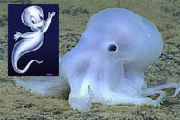 夏威夷深海發現新品種八爪魚