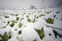 垃圾工鏟雪裝車 涉詐騙被辭退