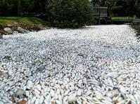 聖嬰現象致水污染 佛州死魚覆蓋河面