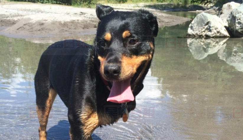 三條腿患癌狗狗不久人世 網友紛紛打開家門