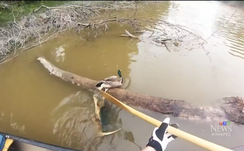 實拍鱷龜大戰鴨子 划船者出「槳」相救（視頻）